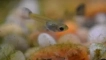 Guppi fry: грижи, поддръжка и хранене